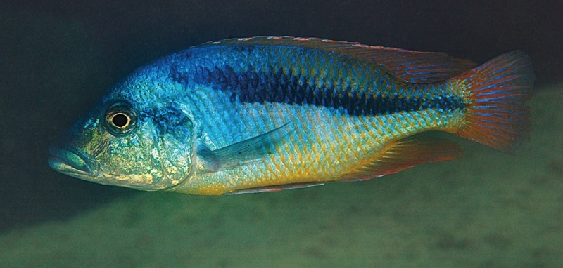 Mylochromis epichorialis 'Mumbo Island'